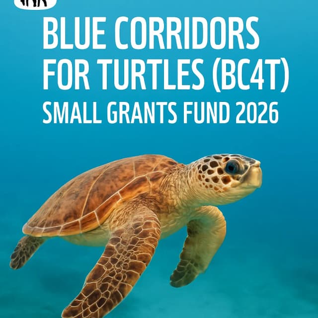 WWF Blue Corridors for Turtles (BC4T) Small Grants Fund 2026