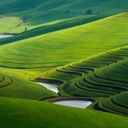 Substantial role of check dams in sediment trapping and carbon sequestration on the Chinese Loess Plateau