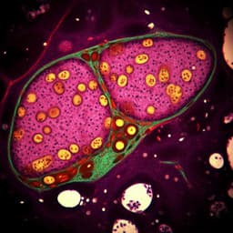 Effects of maternal diet-induced obesity on metabolic disorders and age-associated miRNA expression in the liver of male mouse offspring