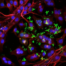 Therapeutic efficacy of a MMAE-based anti-DR5 drug conjugate Oba01 in preclinical models of pancreatic cancer