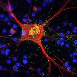 Turn-on chemiluminescence probes and dual-amplification of signal for detection of amyloid beta species in vivo