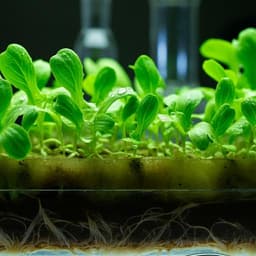 Plant growth promotion effect of plasma activated water on *Lactuca sativa* L. cultivated in two different volumes of substrate