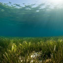 Rapid sea level rise causes loss of seagrass meadows