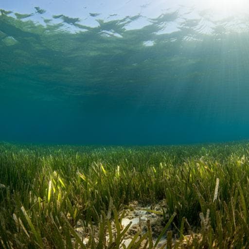 Rapid sea level rise causes loss of seagrass meadows