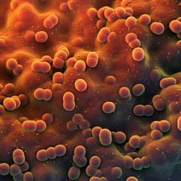 Nitrous oxide respiring bacteria in biogas digestates for reduced agricultural emissions