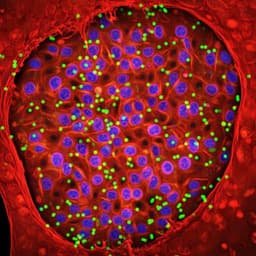 Image-seq: spatially resolved single-cell sequencing guided by in situ and in vivo imaging